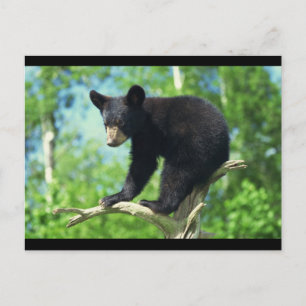 Schwarzer Bär auf einem Baum Postkarte