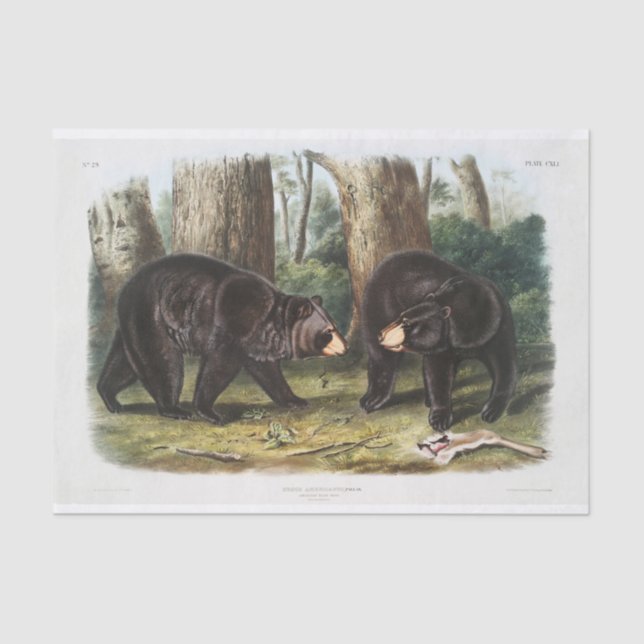Schwarzer Bär aus Nordamerika (1845) Seidenpapier (Vorderseite)