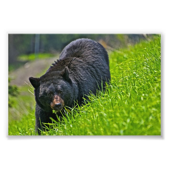 Schwarzer Bär Foto drucken (Vorne)