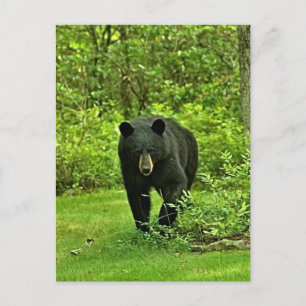 Schwarzer Bär im Hinterhof Postkarte