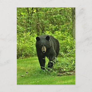 Schwarzer Bär im Hinterhof Postkarte