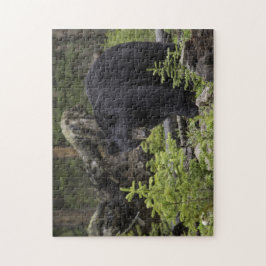 Schwarzer Bär im Wald Puzzle