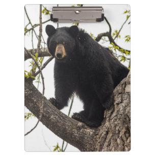 Schwarzer Bär klettern Klemmbrett