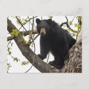 Schwarzer Bär klettern Postkarte