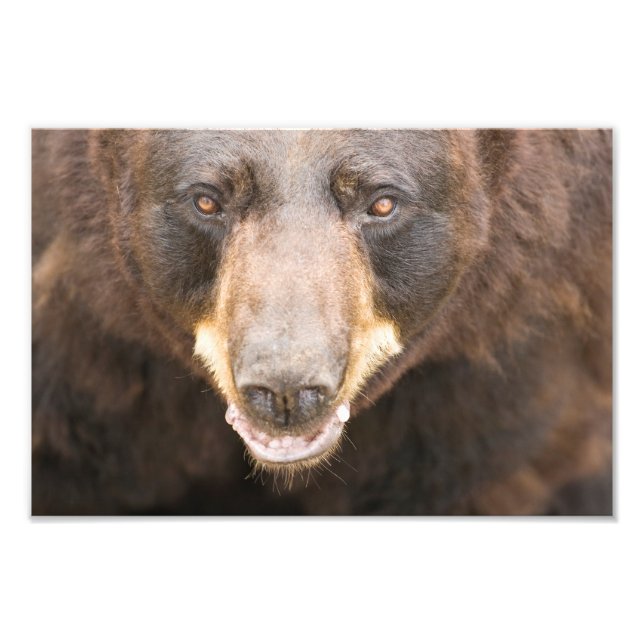 Schwarzer Bär, Michigan Fotodruck (Vorne)