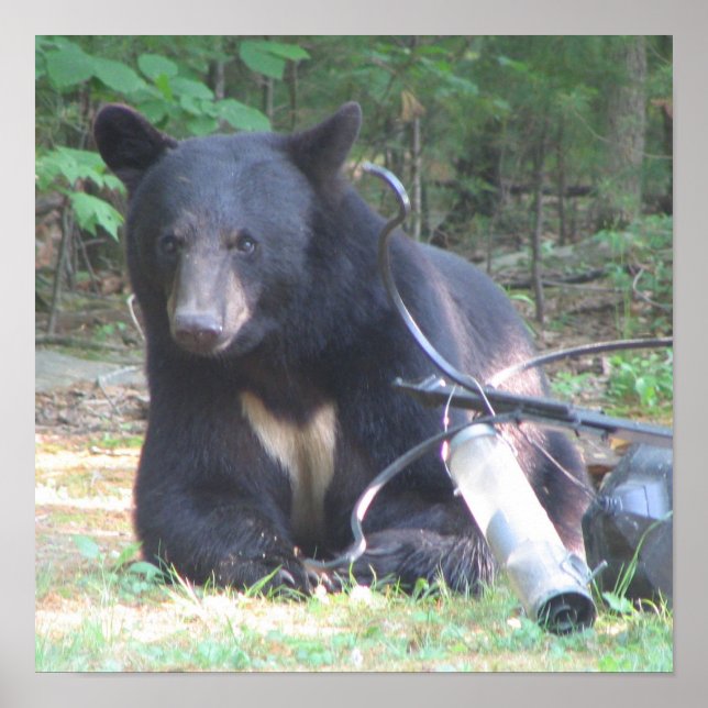 Schwarzer Bär mit weißer Herztattoo Poster (Vorne)
