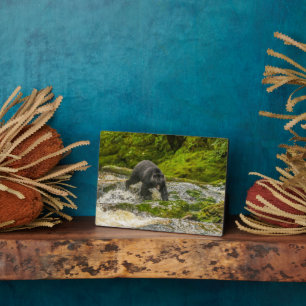 Schwarzer Bär   Qua Creek British Columbia Fotoplatte