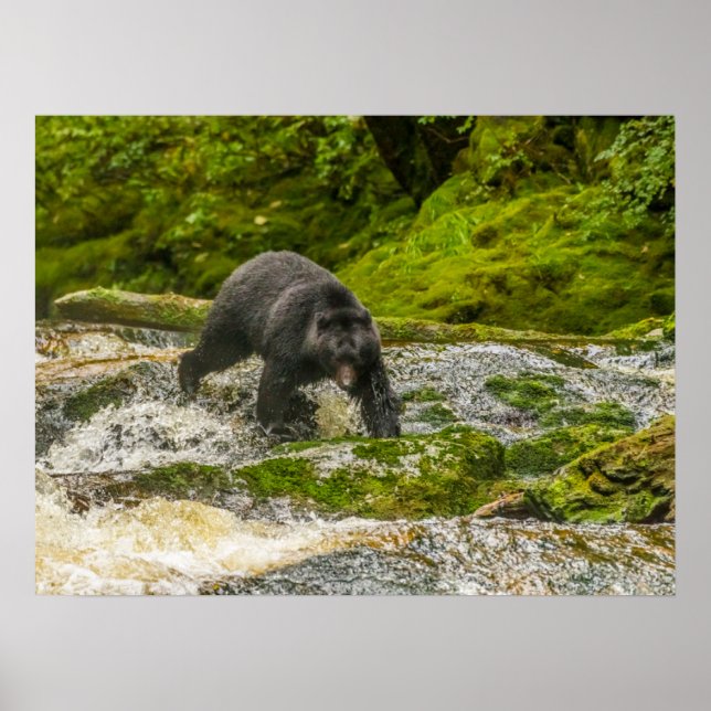 Schwarzer Bär | Qua Creek British Columbia Poster (Vorne)