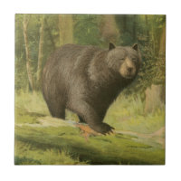 Schwarzer Bär Stepping auf einem Baumstamm
