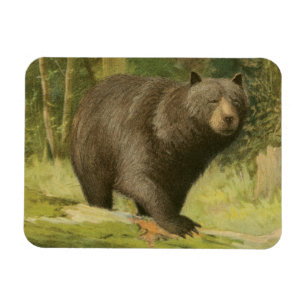 Schwarzer Bär Stepping auf einem Baumstamm Magnet