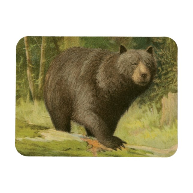 Schwarzer Bär Stepping auf einem Baumstamm Magnet (Horizontal)
