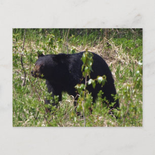 Schwarzer Bär Wildlife Postkarte