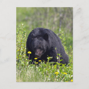 Schwarzer Bär Wildlife Postkarte