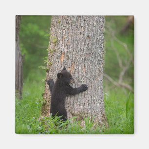 Schwarzer Bärenjunge Great Smoky Mountains Magnet