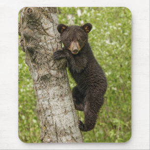 Schwarzer Bärenjunge im Baum Mousepad
