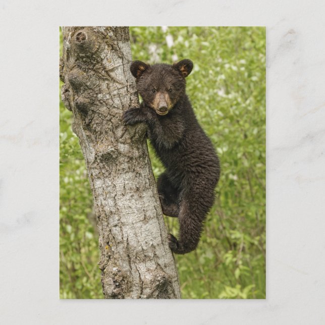 Schwarzer Bärenjunge im Baum Postkarte (Vorderseite)