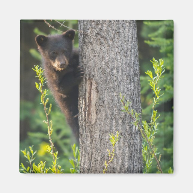 Schwarzer Bärenjunge im Frühling Magnet (Vorne)