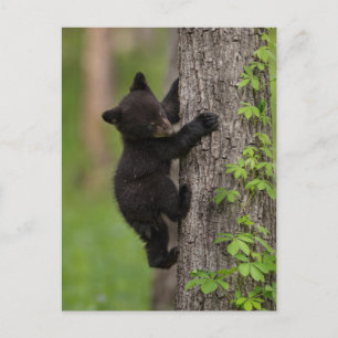 Schwarzer Bärenjunge klettert auf einen Baum Postkarte
