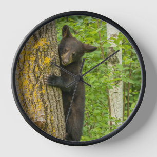 Schwarzer Bärenjunge   Minnesota Uhr