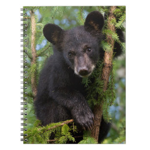 Schwarzer Bärenkub spielt in Bäumen Notizblock