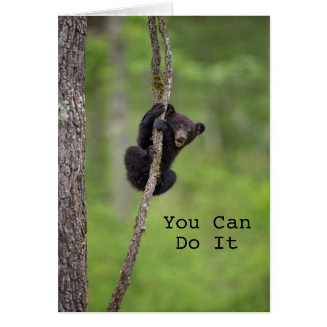 Schwarzer Bärenkuchen, Tennessee (Vorne)