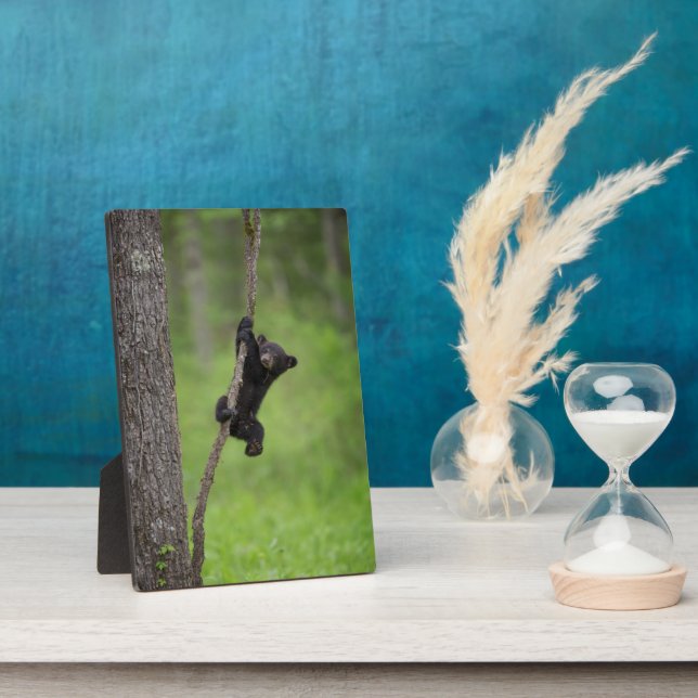 Schwarzer Bärenkuppel spielt auf Baumlippe Fotoplatte (Seite)