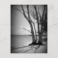 Schwarzer Baum am Meer