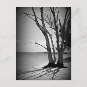 Schwarzer Baum am Meer Postkarte
