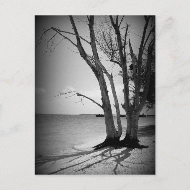 Schwarzer Baum am Meer Postkarte (Vorderseite)