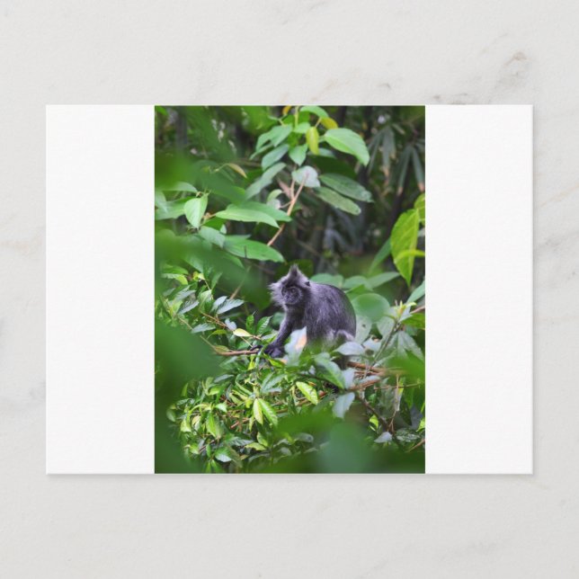 Schwarzer Blattaffe im Baum Sumatra Indonesien Postkarte (Vorderseite)