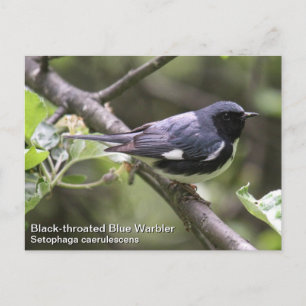 Schwarzer Blauer Warbler Postkarte