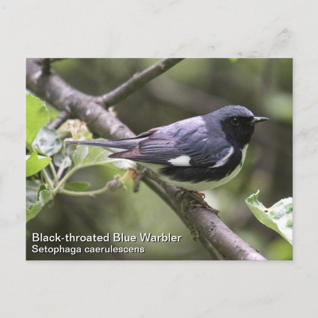 Schwarzer Blauer Warbler Postkarte (Vorderseite)