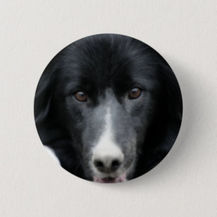 Schwarzer Border-Collie-Gesichts-Hundeknopf Button