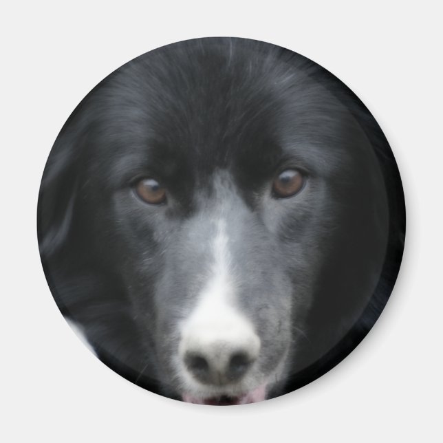 Schwarzer Border-Collie-Gesichts-Hundemagnet Magnet (Vorne)