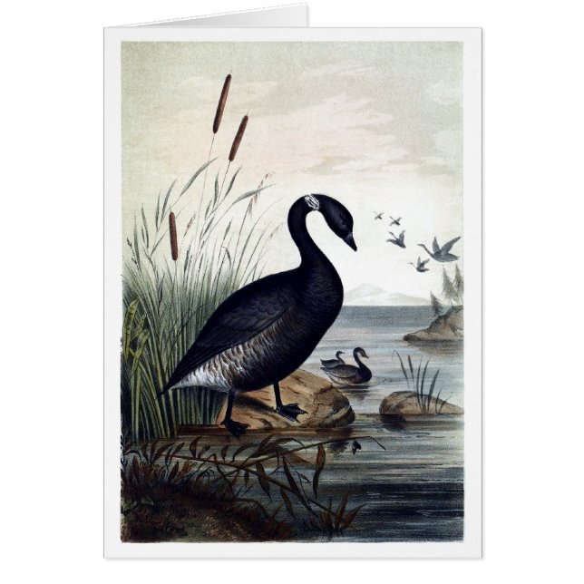 Schwarzer Brant (Vorne)