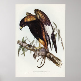 Schwarzer Buzzard von Elizabeth Gould Poster
