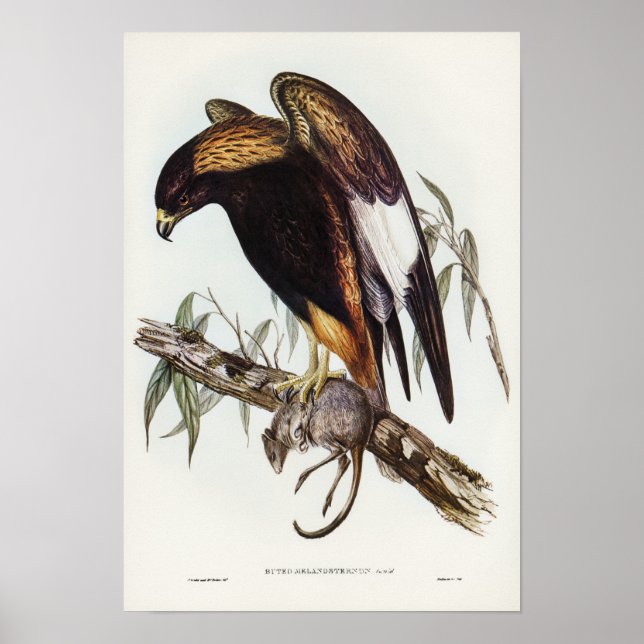 Schwarzer Buzzard von Elizabeth Gould Poster (Vorne)