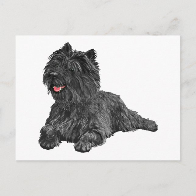 Schwarzer Cairn Terrier Postkarte (Vorderseite)