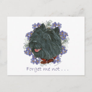 Schwarzer Cairn Terrier Vergissmeinnicht Postkarte