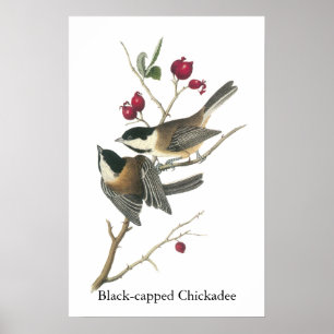 Schwarzer Chickadee, John Audubon Poster
