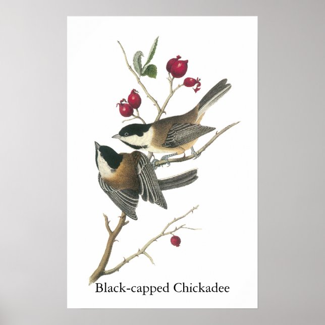 Schwarzer Chickadee, John Audubon Poster (Vorne)