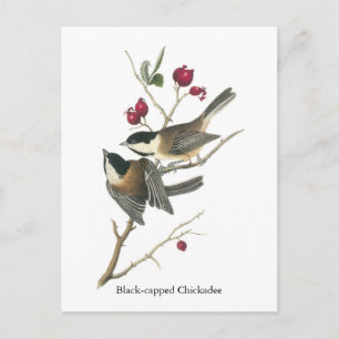 Schwarzer Chickadee, John Audubon Postkarte