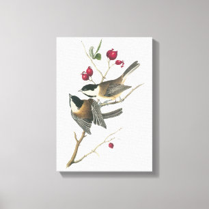 Schwarzer Chickadee von Audubon Leinwanddruck