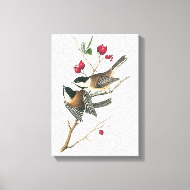 Schwarzer Chickadee von Audubon Leinwanddruck (Vorderseite)