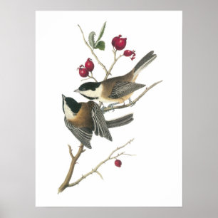 Schwarzer Chickadee von Audubon Poster