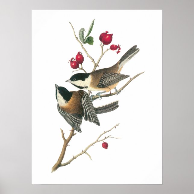 Schwarzer Chickadee von Audubon Poster (Vorne)