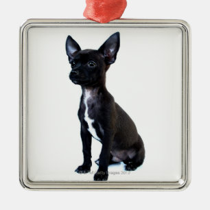 Schwarzer Chihuahuawelpe Silbernes Ornament