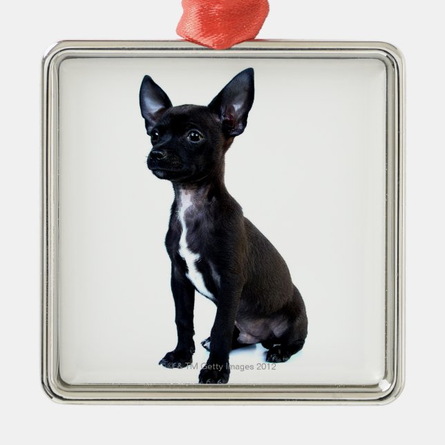 Schwarzer Chihuahuawelpe Silbernes Ornament (Vorne)