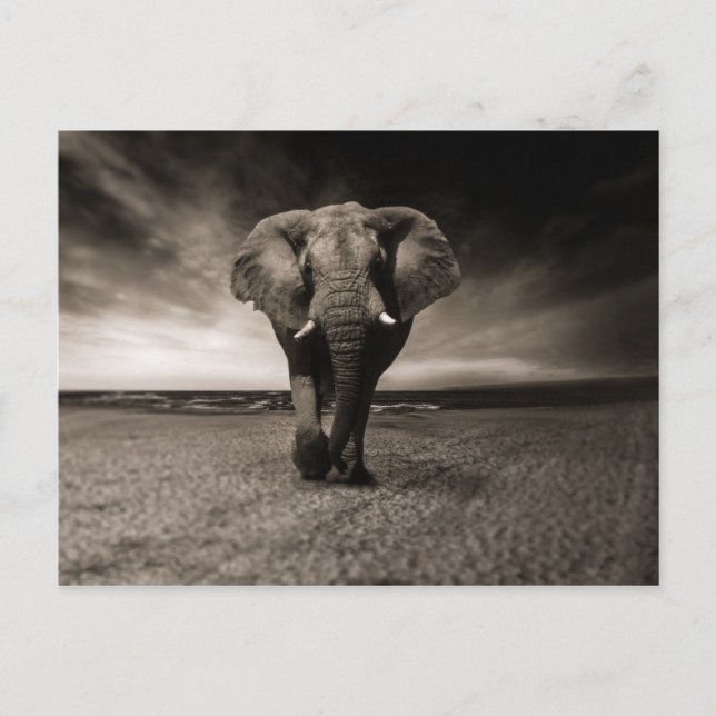 Schwarzer Elefant Postkarte (Vorderseite)
