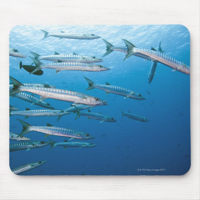Schwarzer Fisch-Barracuda-Schule (Sphyraena qenie) Mousepad (Vorne)